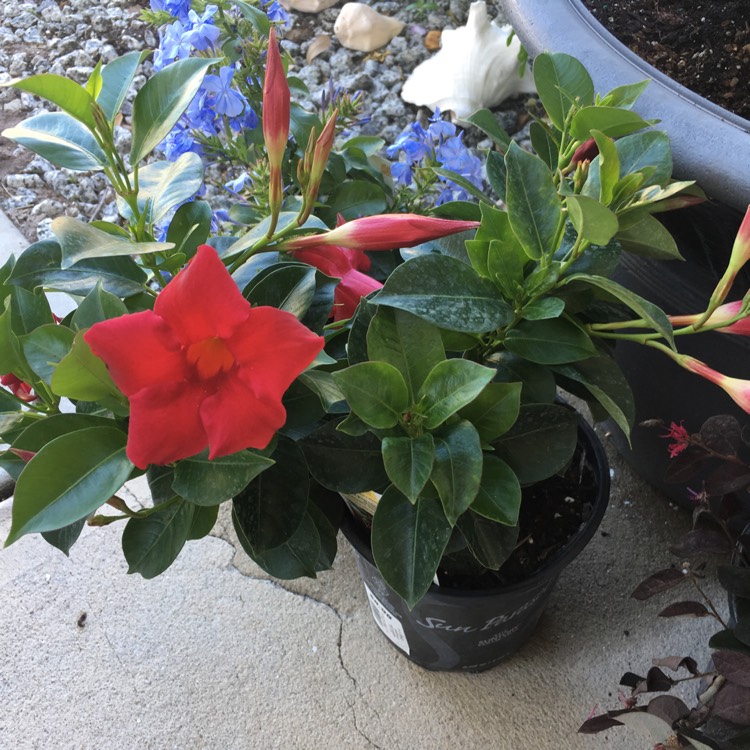 plant image 337541 plant image 337541