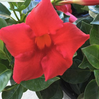 Mandevilla 'Sunmandecrim' syn. Mandevilla 'Sun Parasol Crimson', Mandevilla 'Sundaville Red'