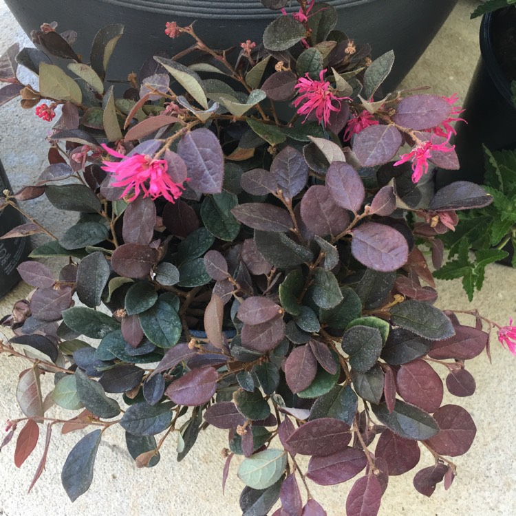 Plant image Loropetalum chinense 'Plum Gorgeous'
