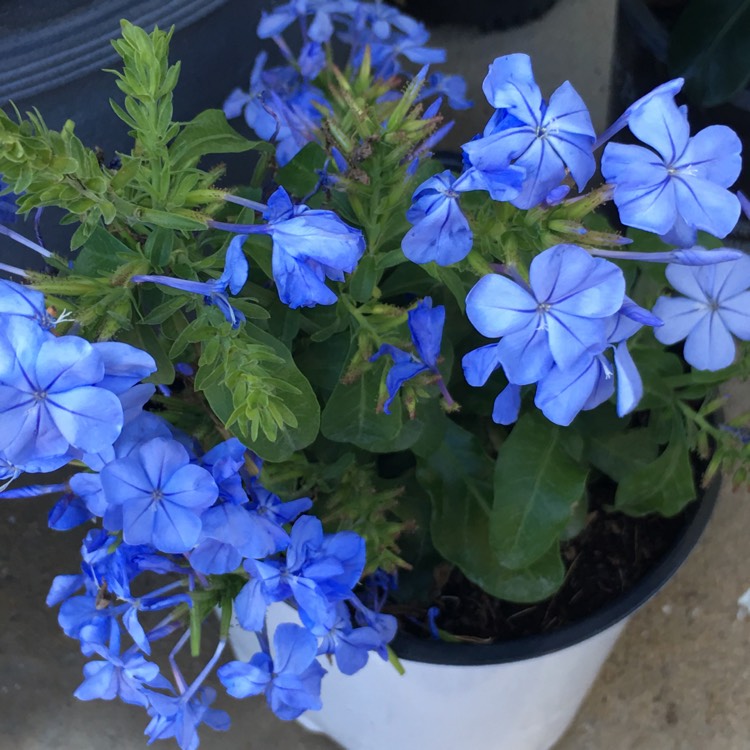 plant image 337556