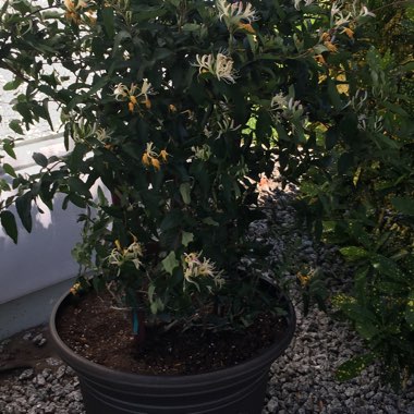 Honeysuckle 'Halliana'