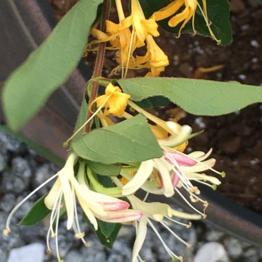 Honeysuckle 'Halliana'