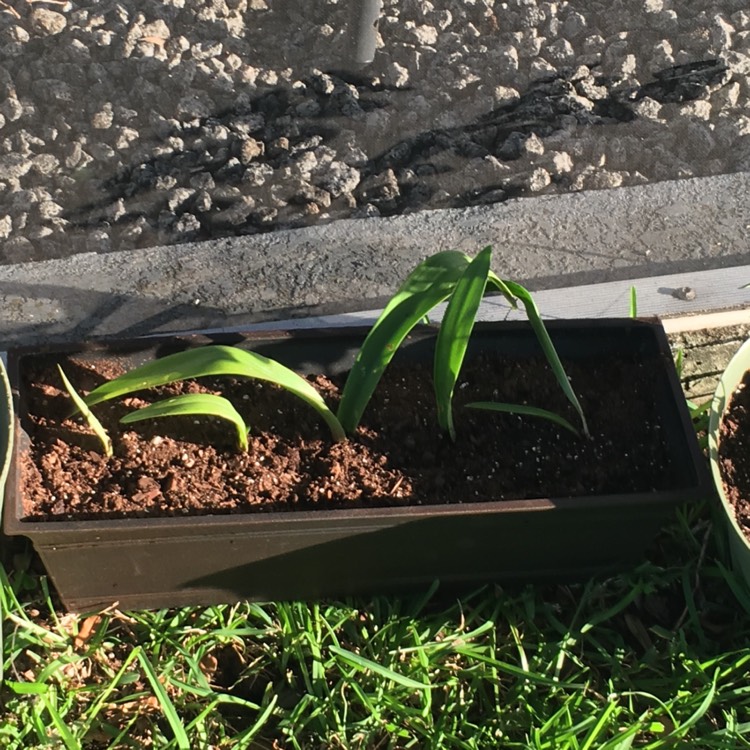 plant image 464243