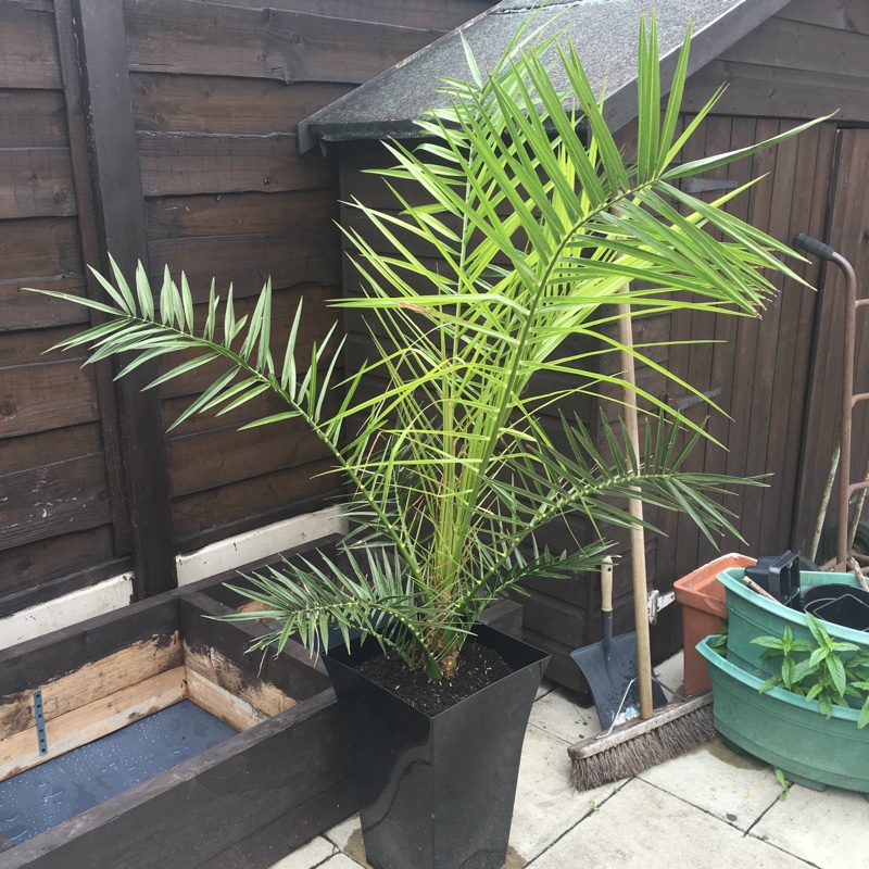 Palm