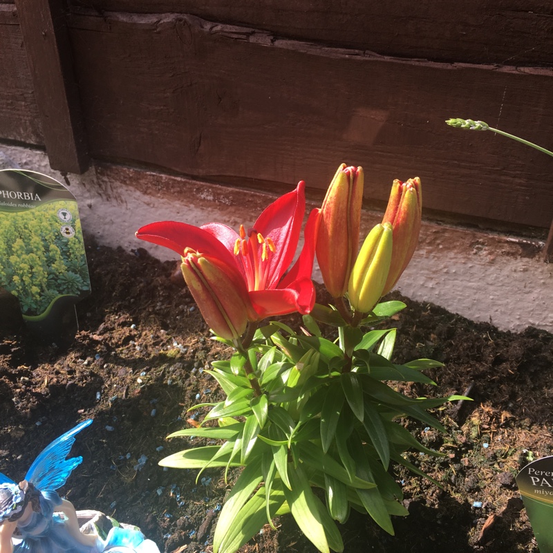 Daylily