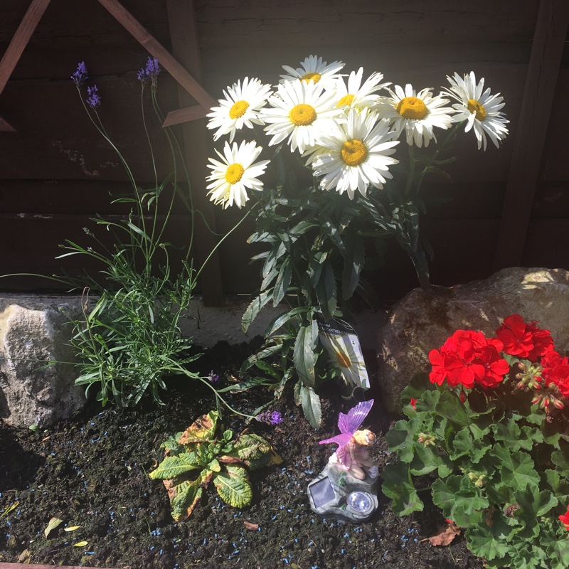 Shasta Daisy 'Broadway Lights'