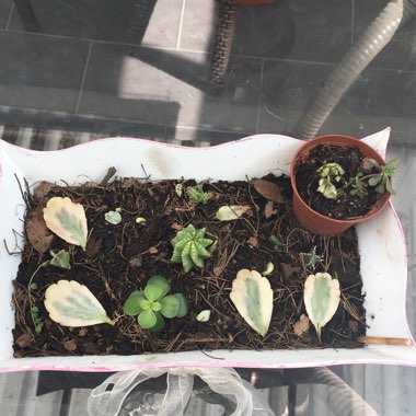 Karen's garden