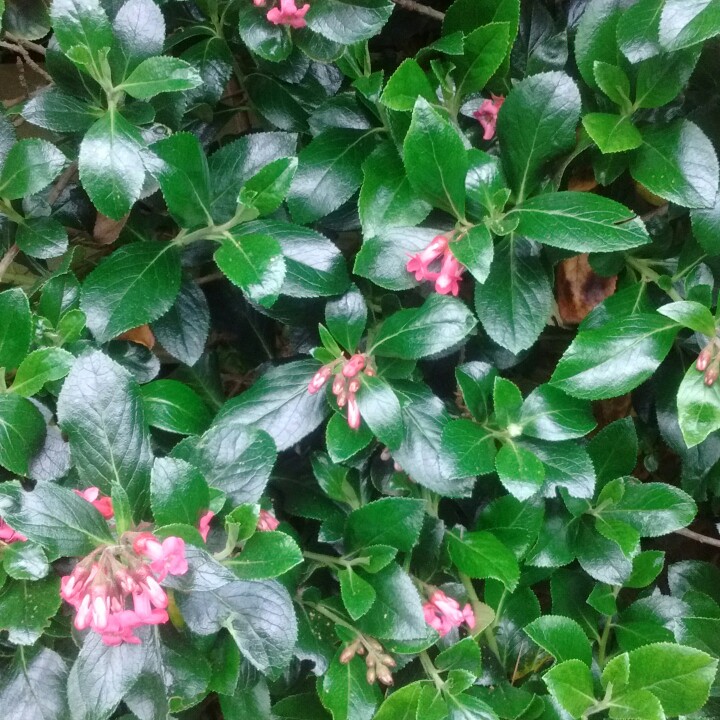 plant image 109838