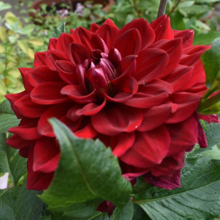 plant image 1136315