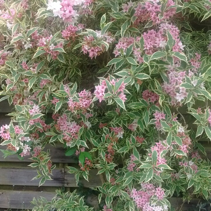 plant image 115888