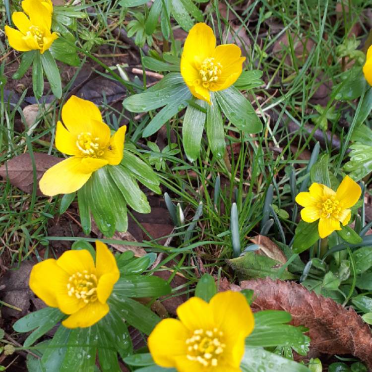 plant image 1226956