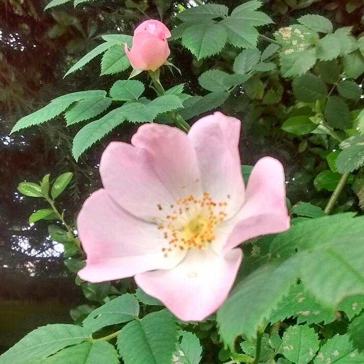 plant image 130839