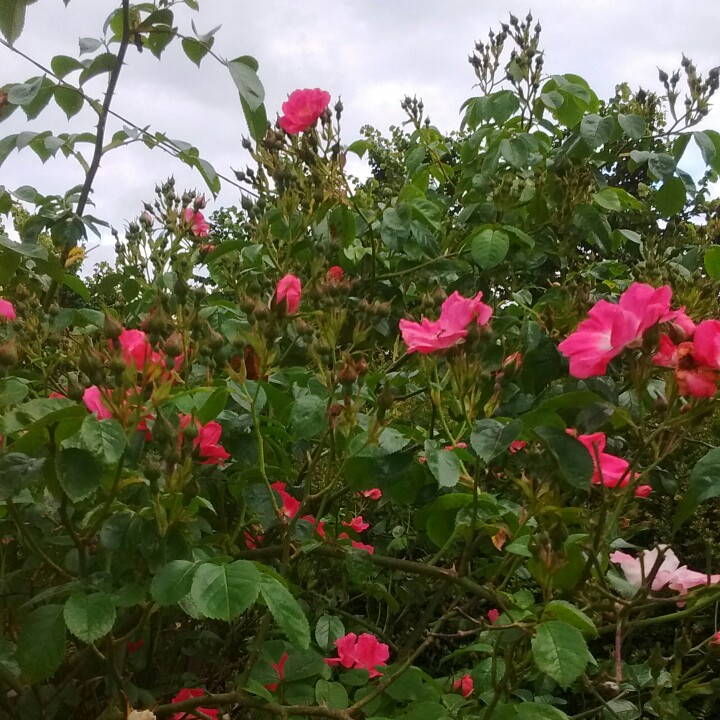 plant image 130848