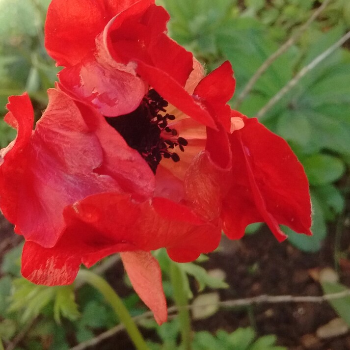 plant image 145704