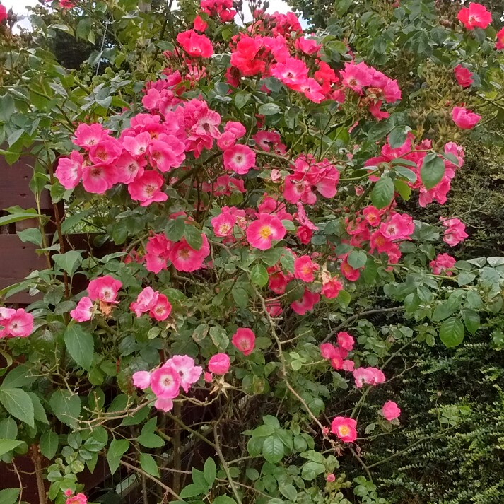 plant image 146561