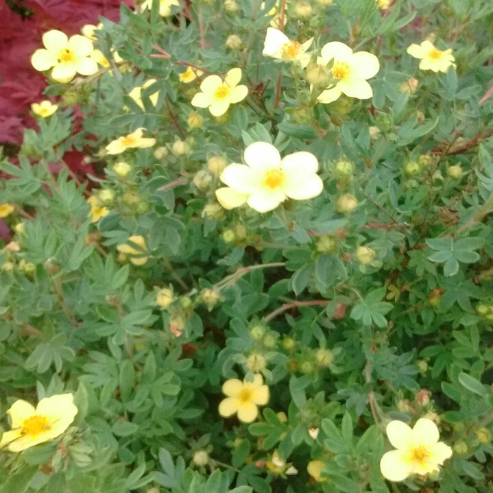 plant image 150550
