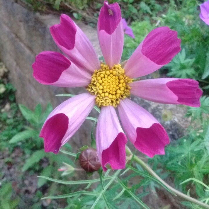 Plant image Cosmos Bipinnatus 'Pied Piper'