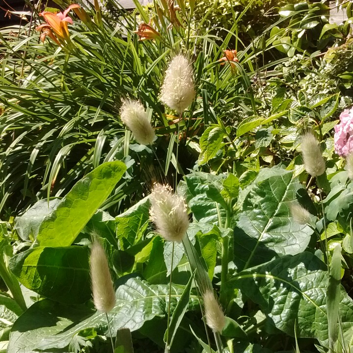 plant image 169412