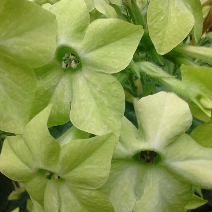 Plant image Nicotiana alata 'Lime Green'