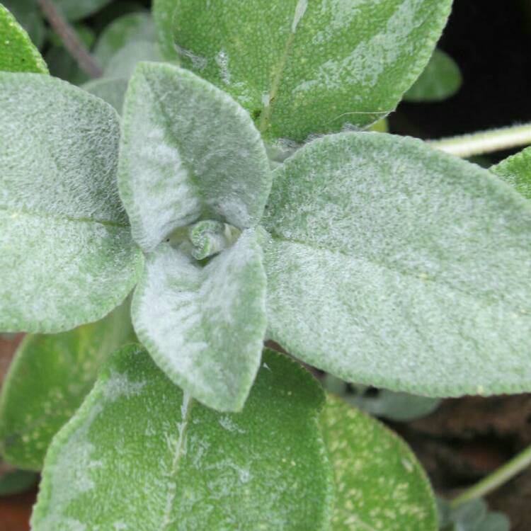 Plant image Salvia officinalis 'Purpurascens'