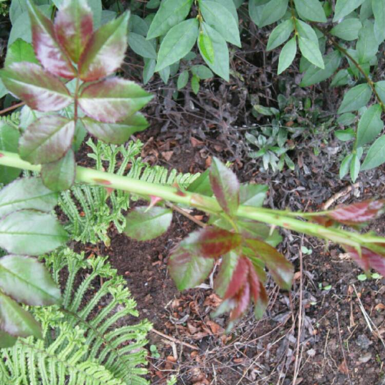 plant image 225693