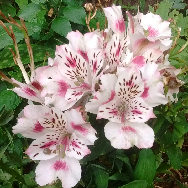 plant image 254750