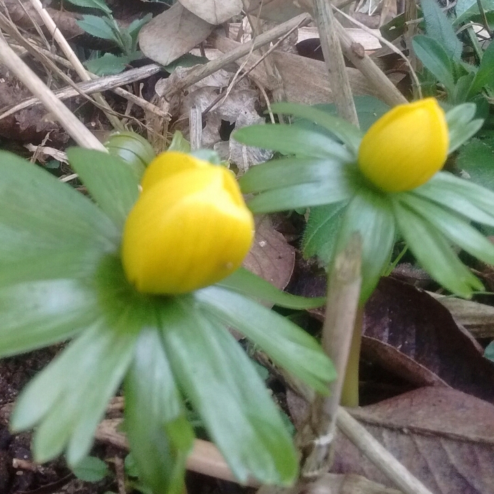 plant image 306780