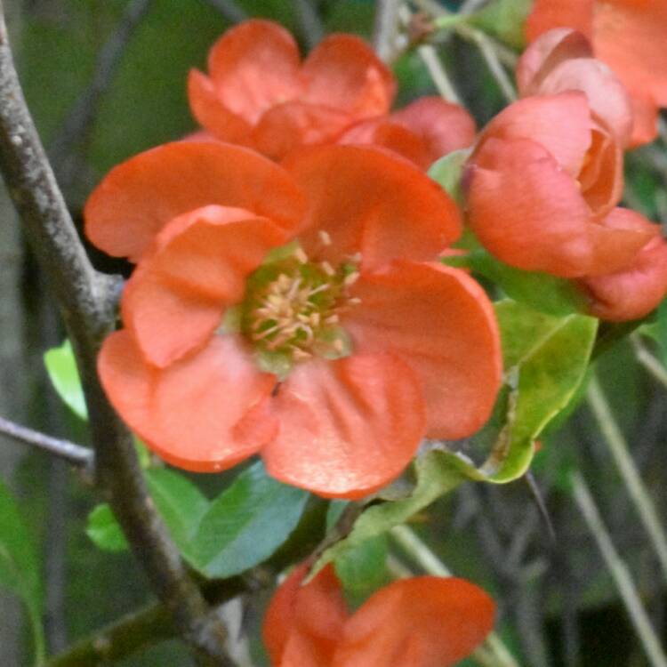 Plant image Chaenomeles japonica