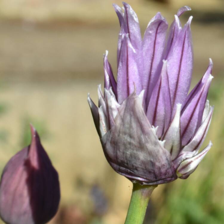 plant image 387225