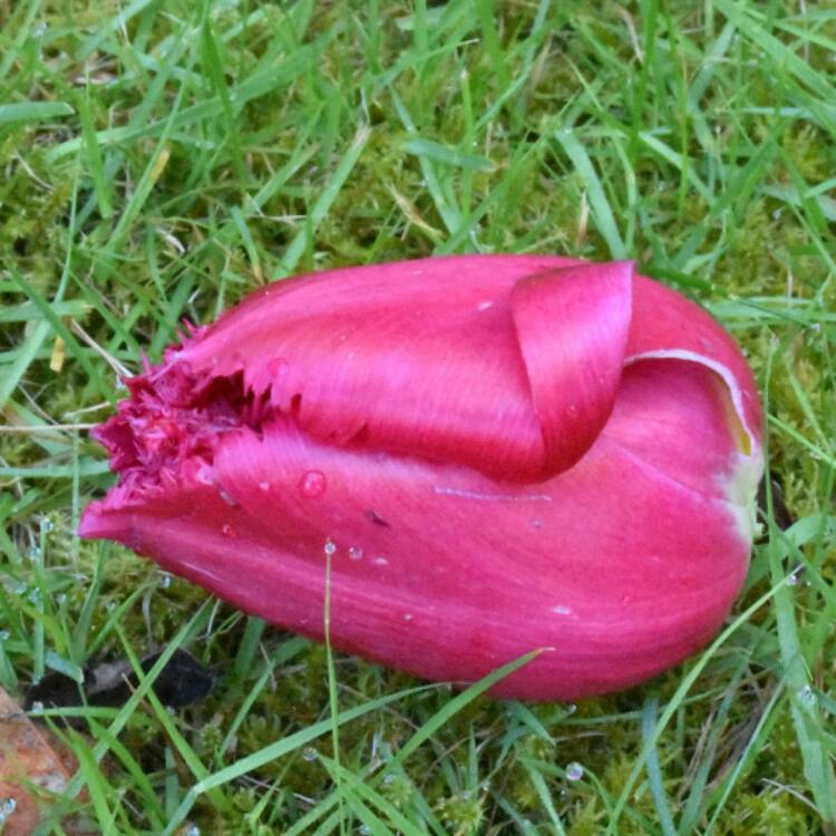 plant image 387794