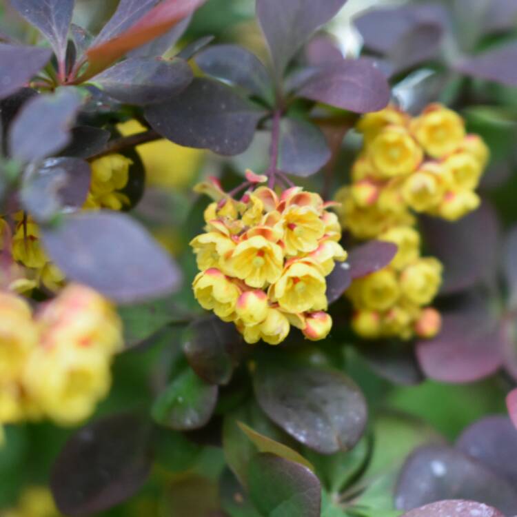 plant image 389157
