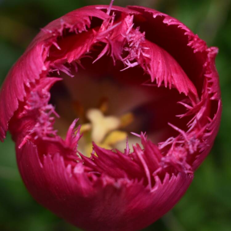 Plant image Tulipa 'Burgundy Lace'