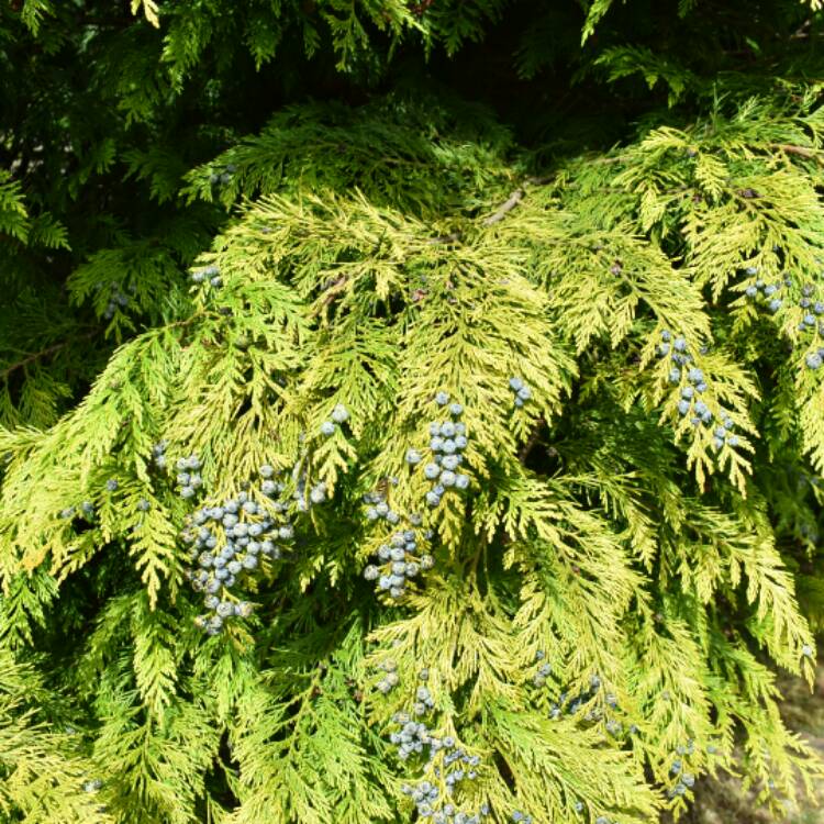 Plant image Chamaecyparis lawsoniana