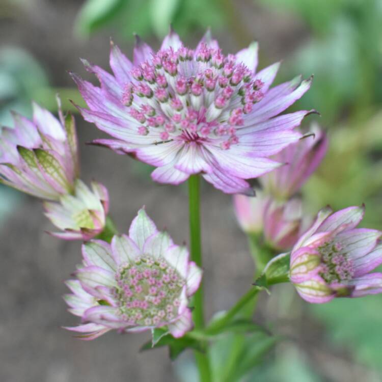 plant image 415879