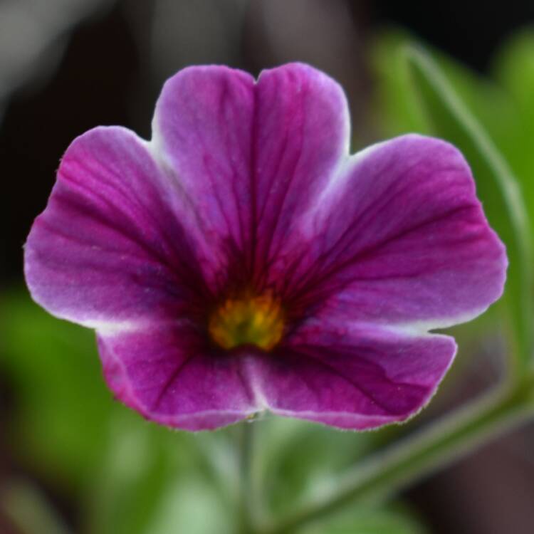 plant image 432803