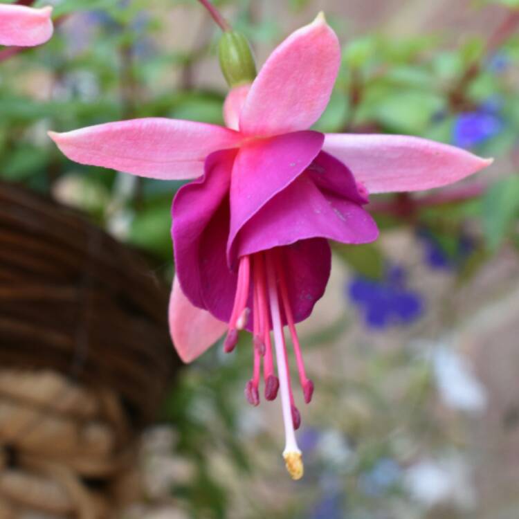 plant image 471386