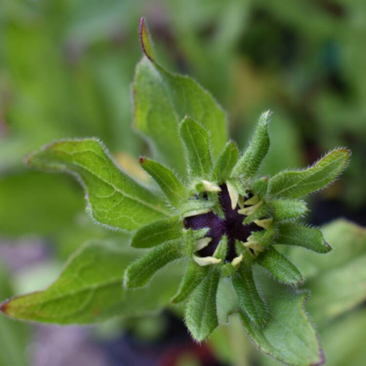 plant image 484386