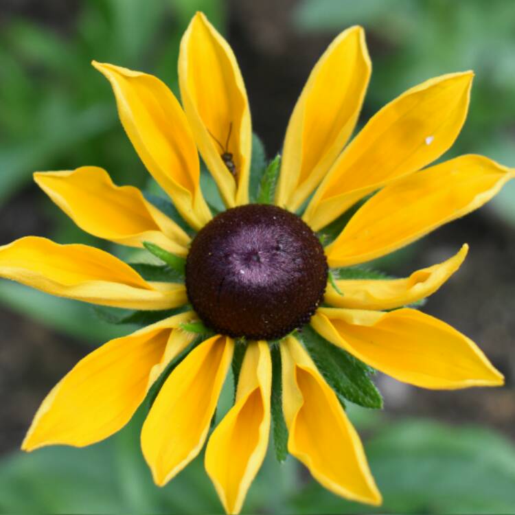 plant image 505427