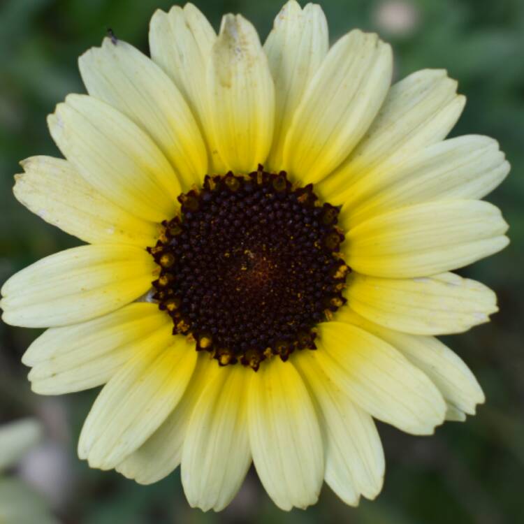 plant image 505438 plant image 505438
