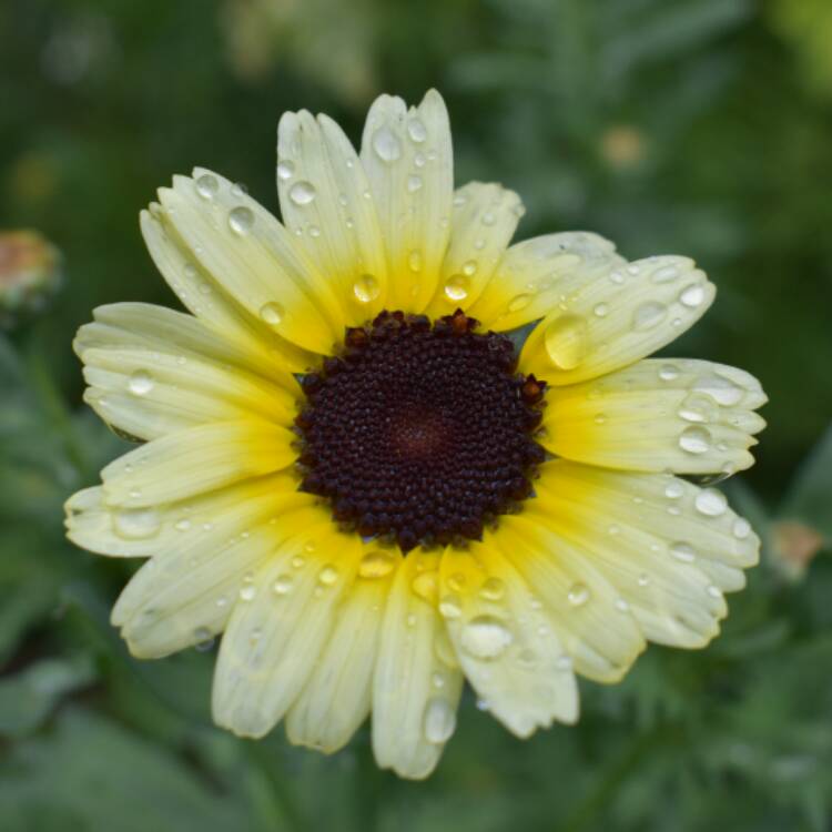 plant image 514332 plant image 514332