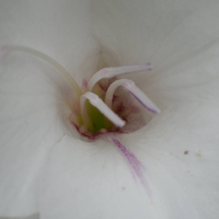 plant image 525951 plant image 525951
