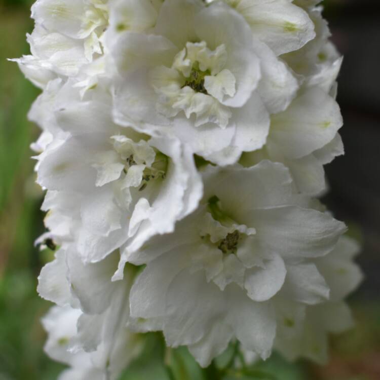 Plant image Delphinium 'Excalibur Pure White'
