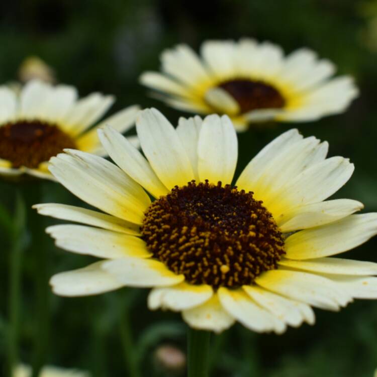 plant image 528258 plant image 528258
