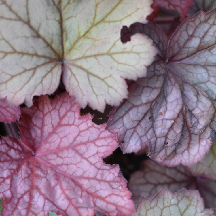 plant image 528285 plant image 528285