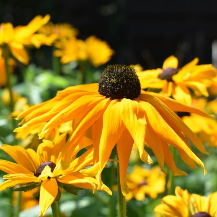 plant image 530026