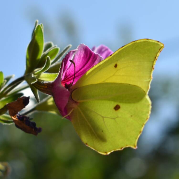 plant image 532385