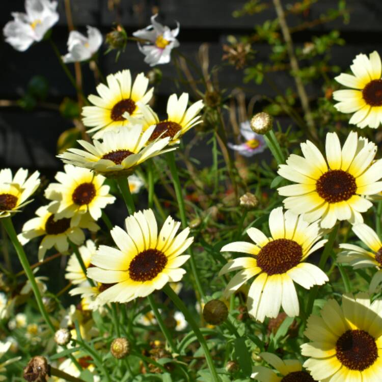 Plant image Chrysanthemum segetum 'Eastern Star'