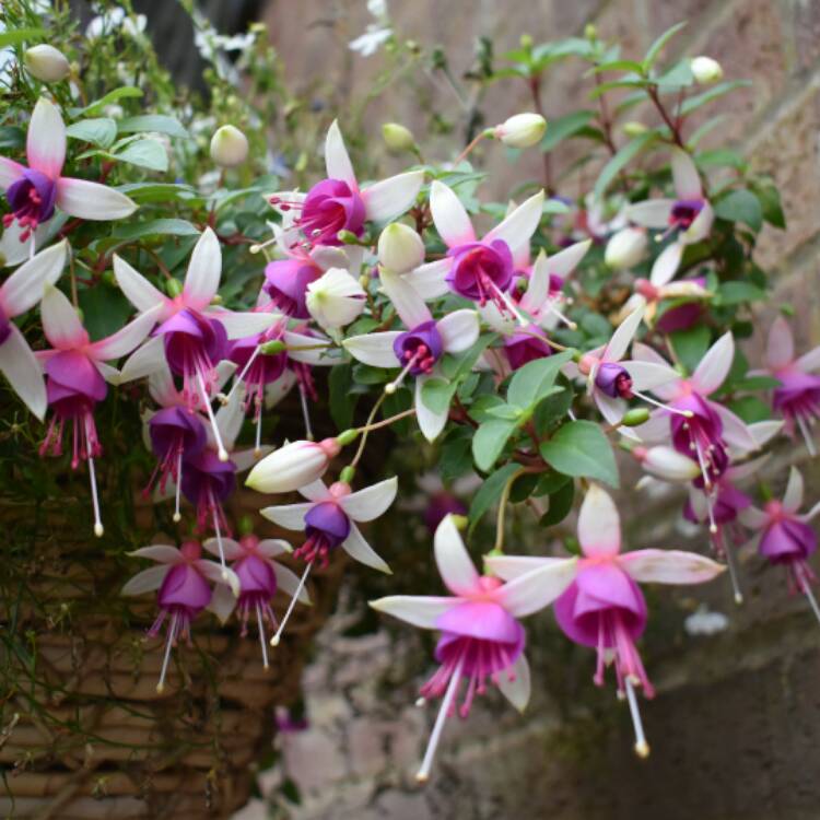Plant image Fuchsia 'La Campanella'