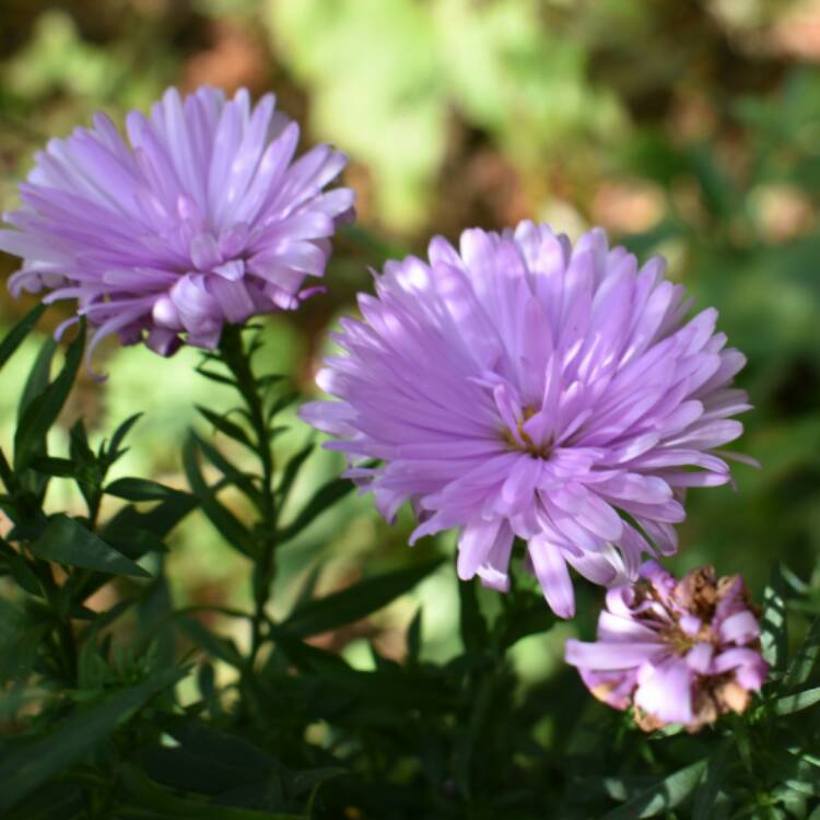Plant image Aster novi-belgii 'Chatterbox'