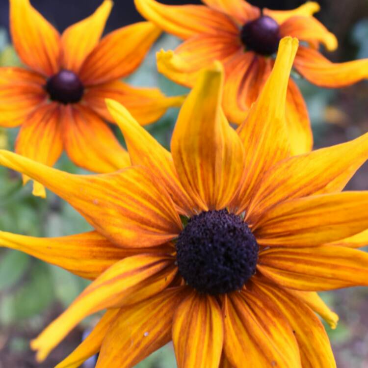 plant image 558706